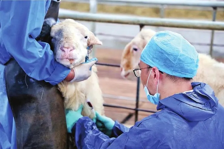 控制和管理動物疫病